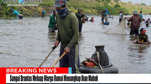 Sungai Brantas Meluap Warga Ramai Menangkap Ikan Mabuk
