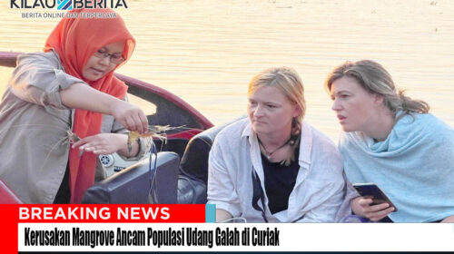 Kerusakan Mangrove Ancam Populasi Udang Galah di Curiak