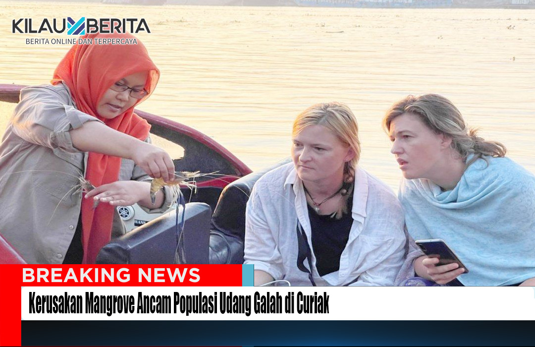 Kerusakan Mangrove Ancam Populasi Udang Galah di Curiak