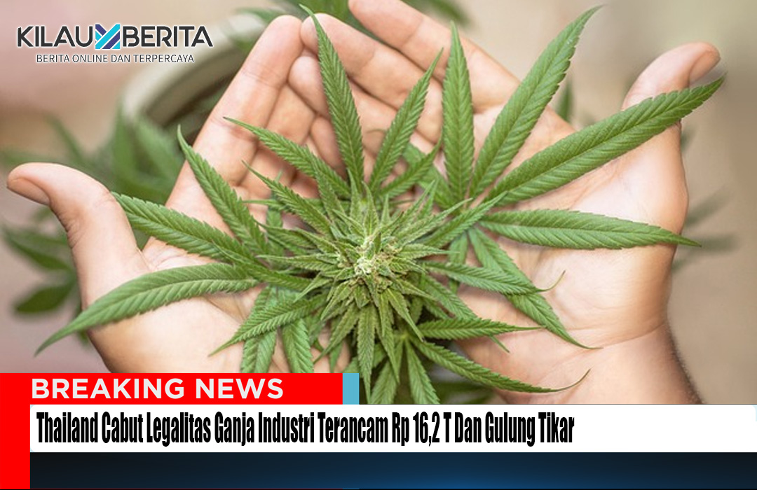 Thailand Cabut Legalitas Ganja